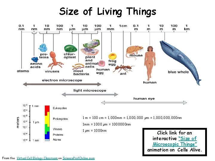 Size of Living Things 1 m = 100 cm = 1, 000 mm =