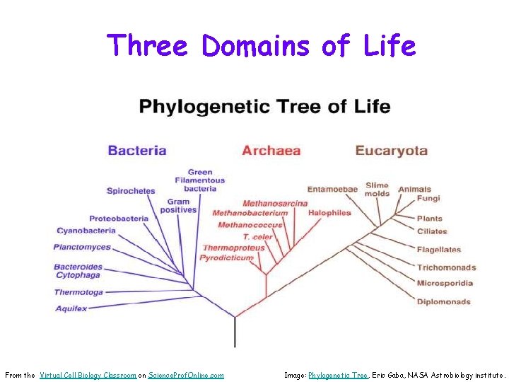 Three Domains of Life From the Virtual Cell Biology Classroom on Science. Prof. Online.