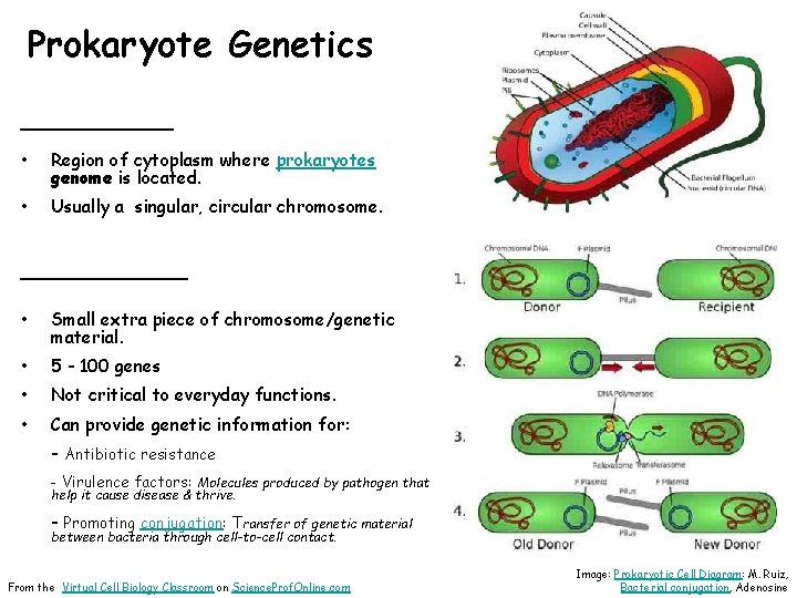 Prokaryote Genetics ______ • Region of cytoplasm where prokaryotes genome is located. • Usually