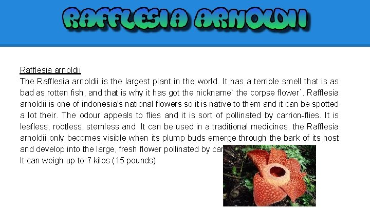 Rafflesia arnoldii The Rafflesia arnoldii is the largest plant in the world. It has