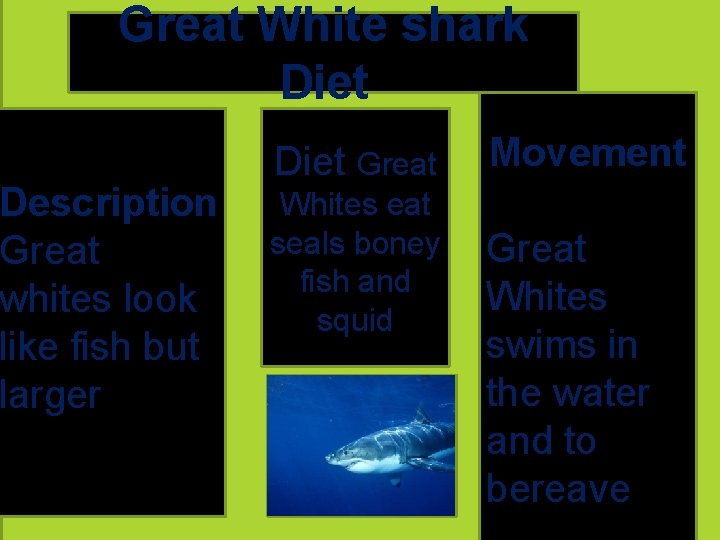 Great White shark Diet Description Great whites look like fish but larger Diet Great