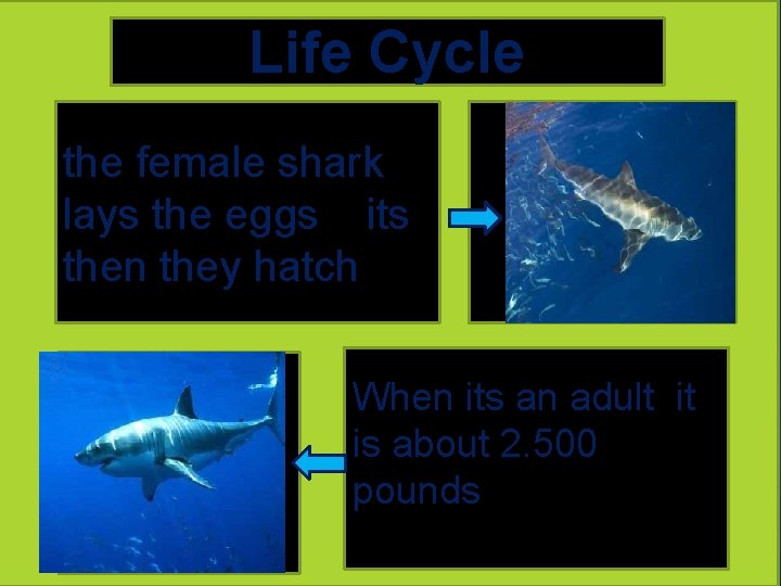 Life Cycle the female shark lays the eggs its then they hatch A picture