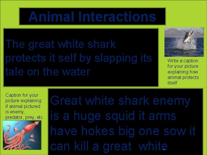 Animal Interactions The great white shark protects it self by slapping its tale on
