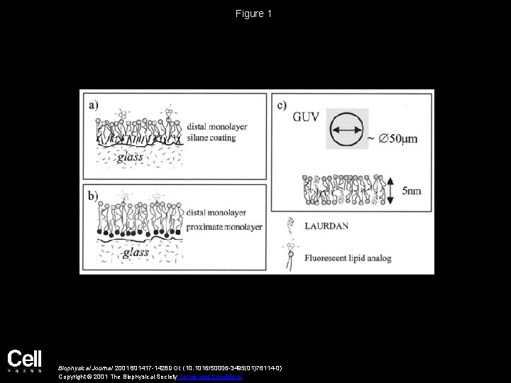 Figure 1 Biophysical Journal 2001 801417 -1428 DOI: (10. 1016/S 0006 -3495(01)76114 -0) Copyright