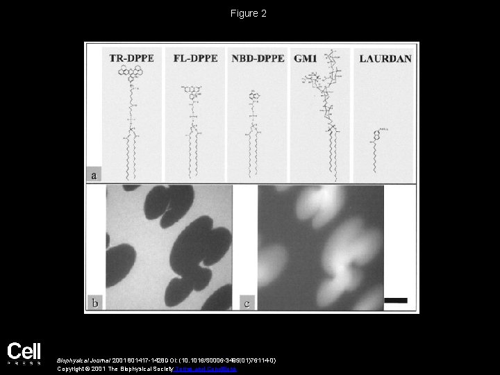 Figure 2 Biophysical Journal 2001 801417 -1428 DOI: (10. 1016/S 0006 -3495(01)76114 -0) Copyright