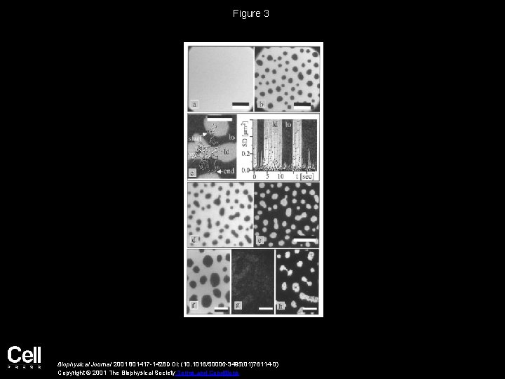 Figure 3 Biophysical Journal 2001 801417 -1428 DOI: (10. 1016/S 0006 -3495(01)76114 -0) Copyright