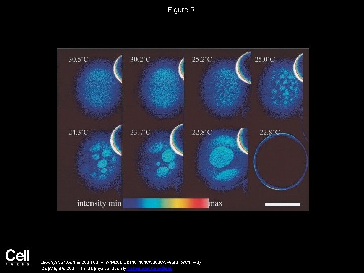 Figure 5 Biophysical Journal 2001 801417 -1428 DOI: (10. 1016/S 0006 -3495(01)76114 -0) Copyright
