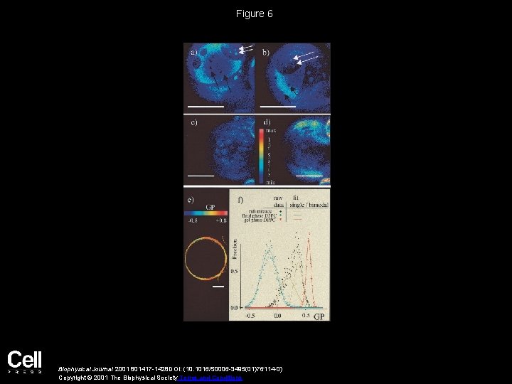Figure 6 Biophysical Journal 2001 801417 -1428 DOI: (10. 1016/S 0006 -3495(01)76114 -0) Copyright