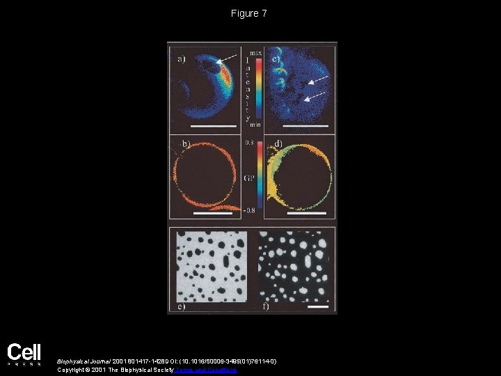 Figure 7 Biophysical Journal 2001 801417 -1428 DOI: (10. 1016/S 0006 -3495(01)76114 -0) Copyright