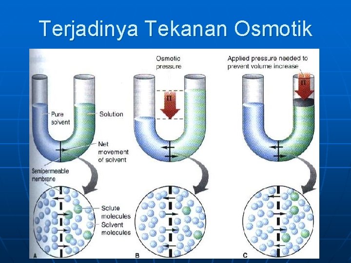 Terjadinya Tekanan Osmotik 