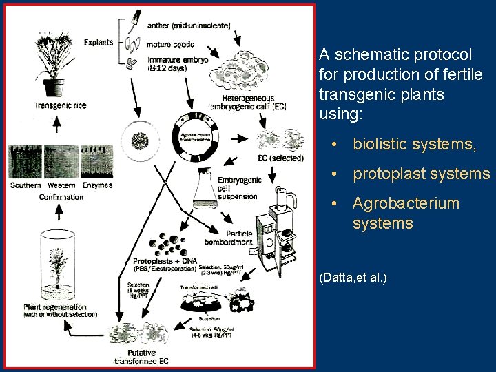 A schematic protocol for production of fertile transgenic plants using: • biolistic systems, •