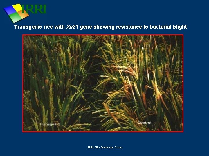 Transgenic rice with Xa 21 gene showing resistance to bacterial blight IRRI: Rice Production