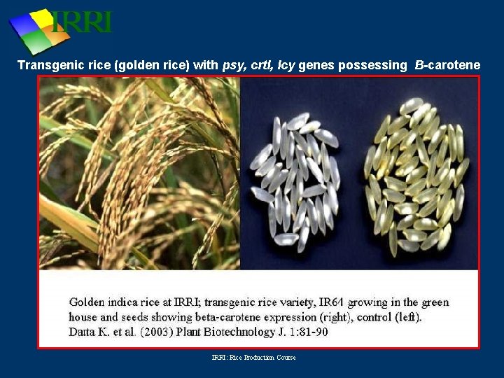 Transgenic rice (golden rice) with psy, crtl, lcy genes possessing B-carotene IRRI: Rice Production