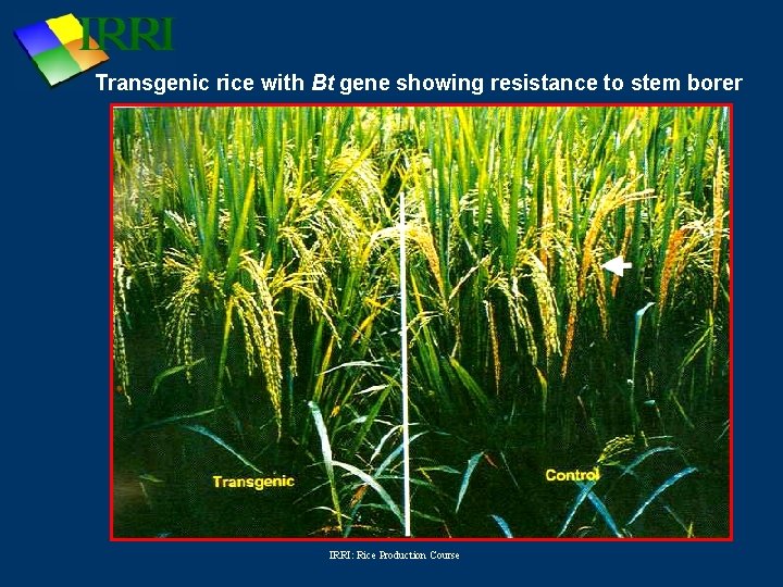Transgenic rice with Bt gene showing resistance to stem borer IRRI: Rice Production Course