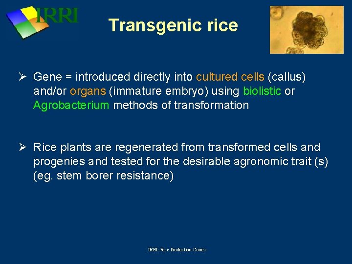 Transgenic rice Ø Gene = introduced directly into cultured cells (callus) and/or organs (immature