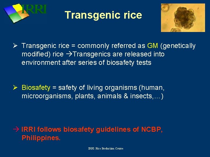 Transgenic rice Ø Transgenic rice = commonly referred as GM (genetically modified) rice Transgenics