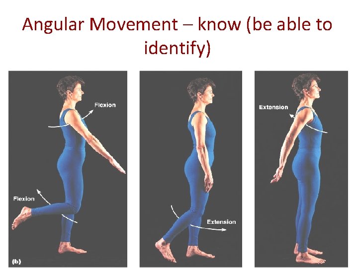 Angular Movement – know (be able to identify) 