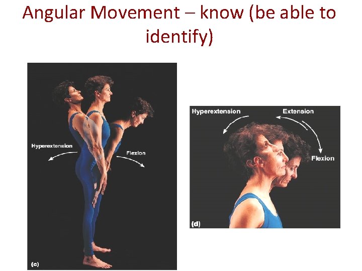 Angular Movement – know (be able to identify) 