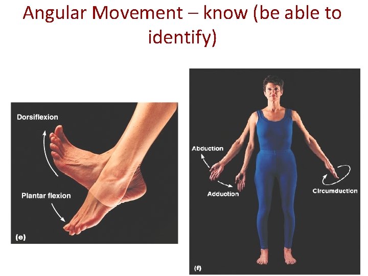 Angular Movement – know (be able to identify) 