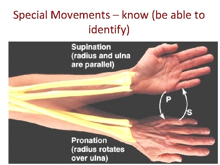Special Movements – know (be able to identify) 
