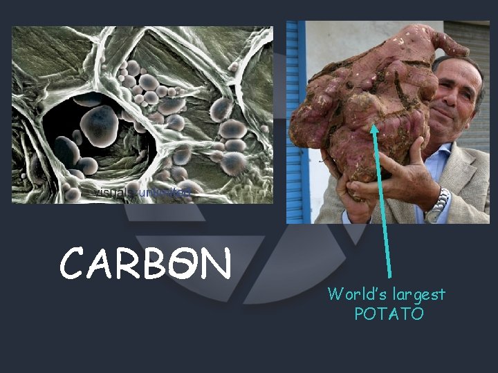 S CARBON World’s largest POTATO 