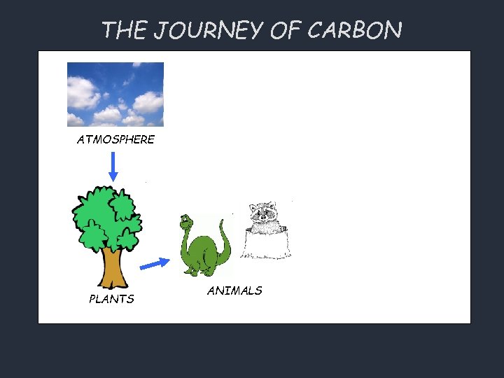 THE JOURNEY OF CARBON ATMOSPHERE PLANTS ANIMALS 