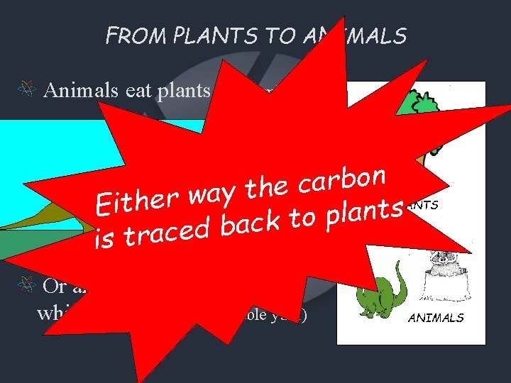 FROM PLANTS TO ANIMALS Animals eat plants… (yum) n o b r a c