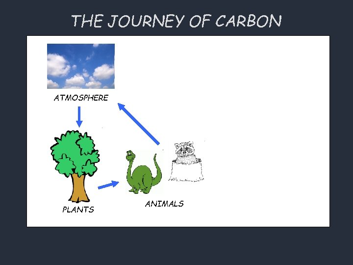 THE JOURNEY OF CARBON ATMOSPHERE PLANTS ANIMALS 