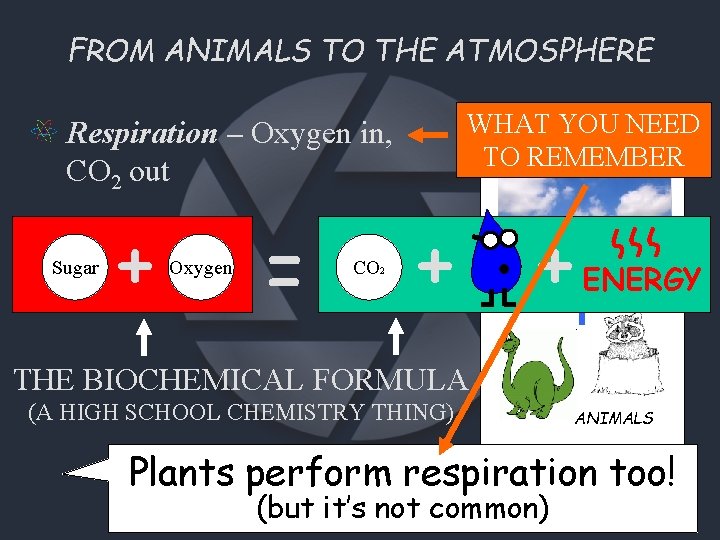 FROM ANIMALS TO THE ATMOSPHERE WHAT YOU NEED TO REMEMBER Respiration – Oxygen in,