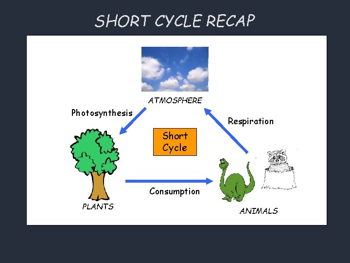 SHORT CYCLE RECAP ATMOSPHERE Photosynthesis Respiration Short Cycle Consumption PLANTS ANIMALS 