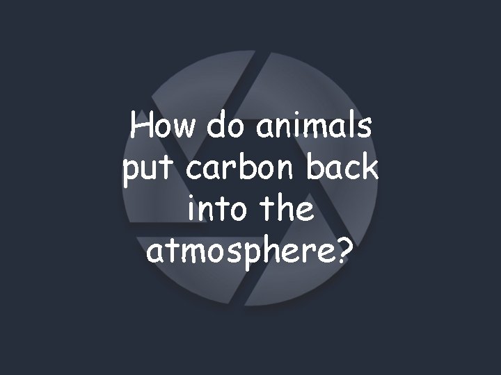 How do animals put carbon back into the atmosphere? 