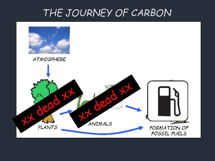 THE JOURNEY OF CARBON ATMOSPHERE x x x d a e d x PLANTS