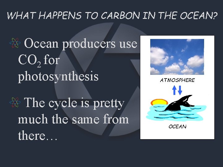 WHAT HAPPENS TO CARBON IN THE OCEAN? Ocean producers use CO 2 for photosynthesis