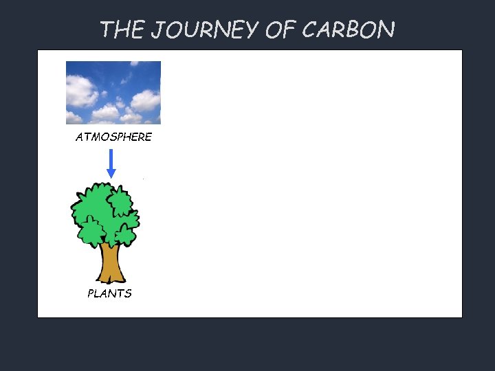 THE JOURNEY OF CARBON ATMOSPHERE PLANTS 