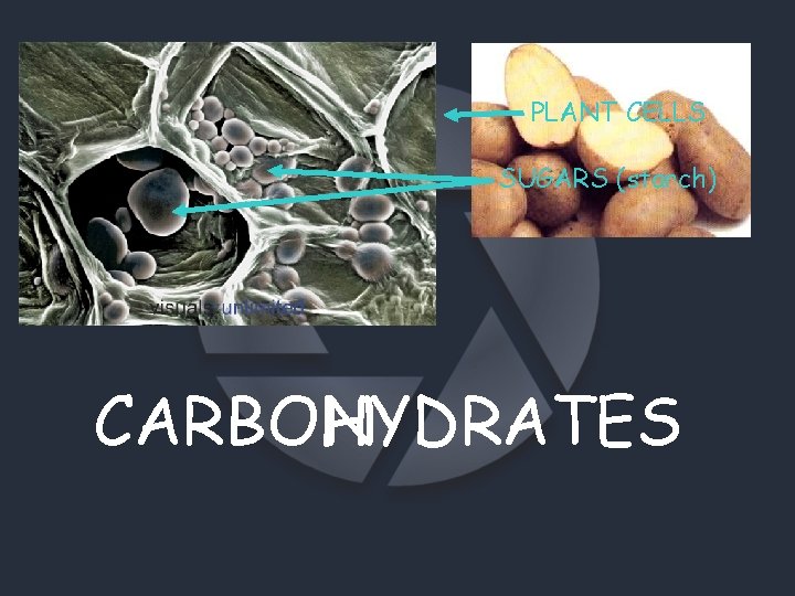 PLANT CELLS SUGARS (starch) CARBOHYDRATES N 