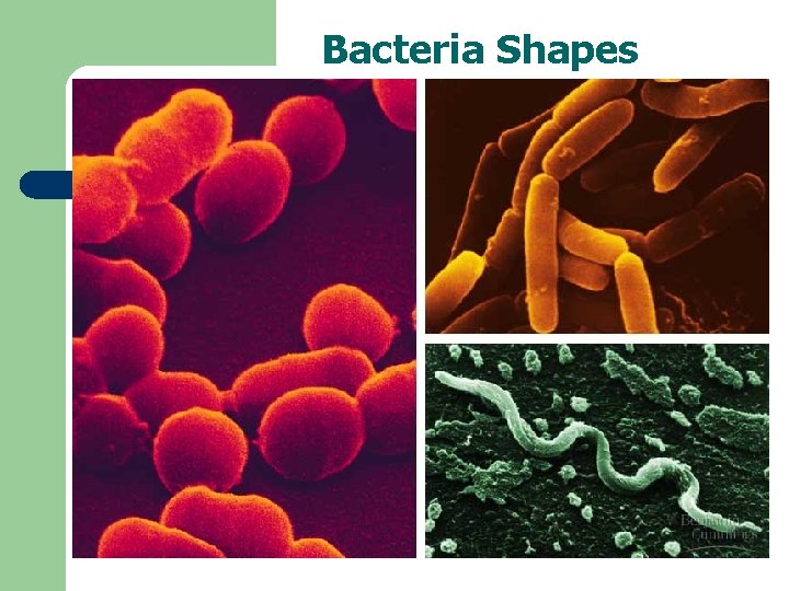 Bacteria Shapes 