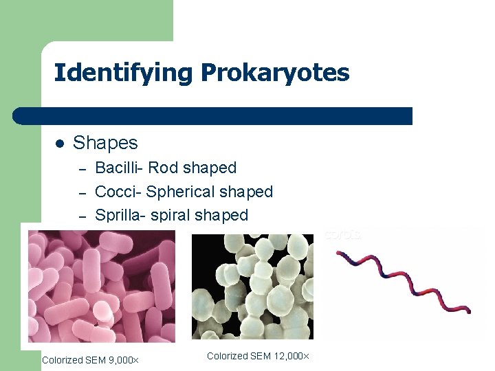 Identifying Prokaryotes l Shapes – – – Bacilli- Rod shaped Cocci- Spherical shaped Sprilla-