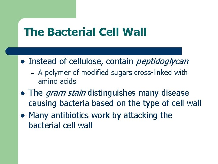 The Bacterial Cell Wall l Instead of cellulose, contain peptidoglycan – l l A