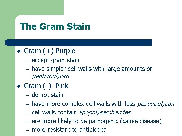 The Gram Stain l Gram (+) Purple – – l accept gram stain have