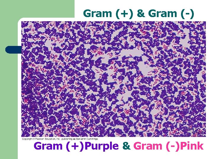 Gram (+) & Gram (-) Gram (+)Purple & Gram (-)Pink 