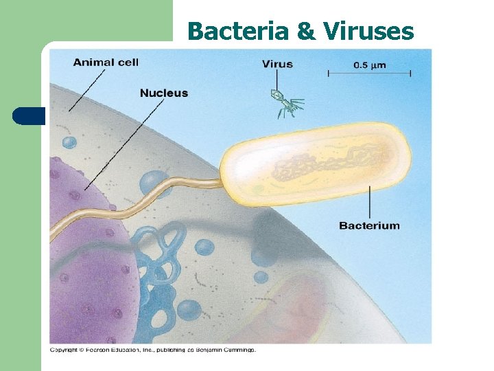 Bacteria & Viruses 