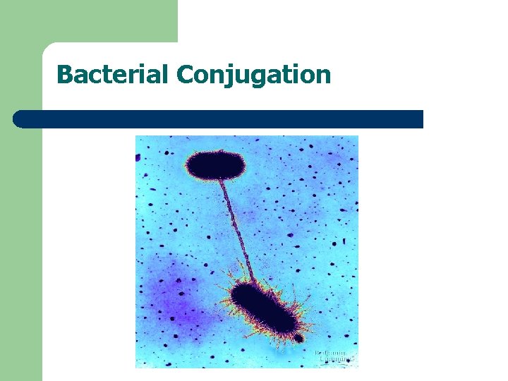 Bacterial Conjugation 