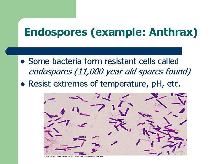 Endospores (example: Anthrax) l Some bacteria form resistant cells called l Resist extremes of