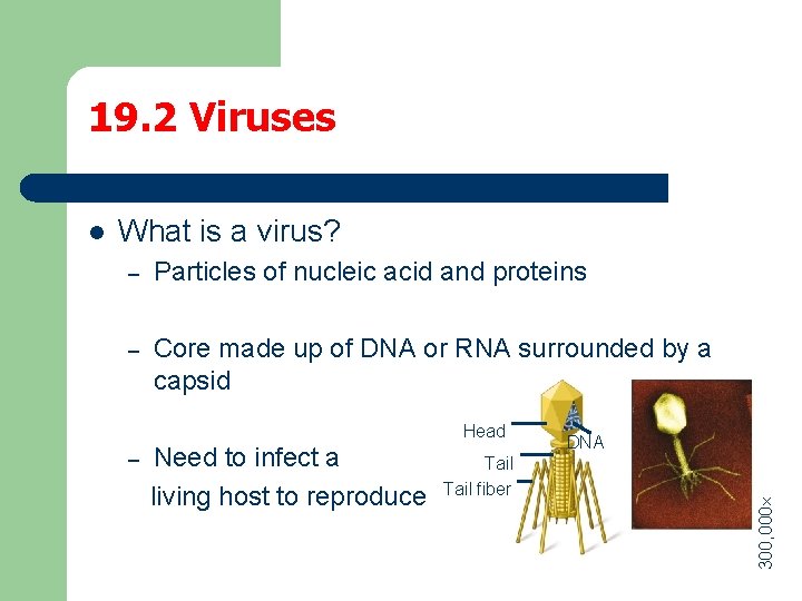 19. 2 Viruses What is a virus? – Particles of nucleic acid and proteins