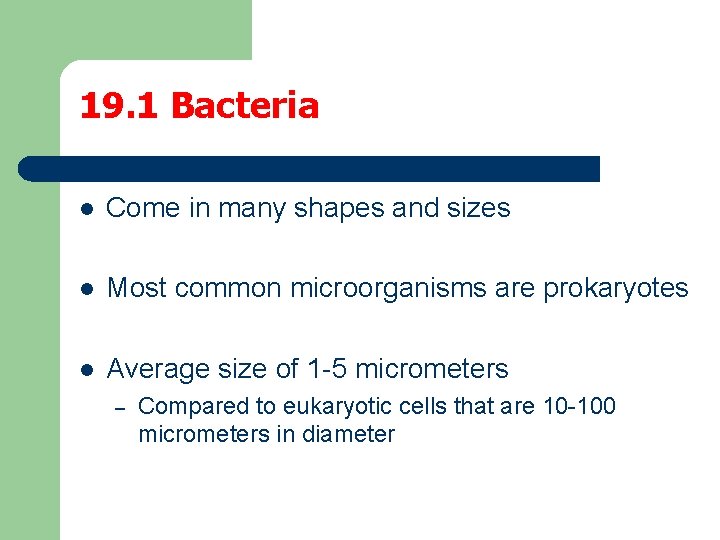 19. 1 Bacteria l Come in many shapes and sizes l Most common microorganisms