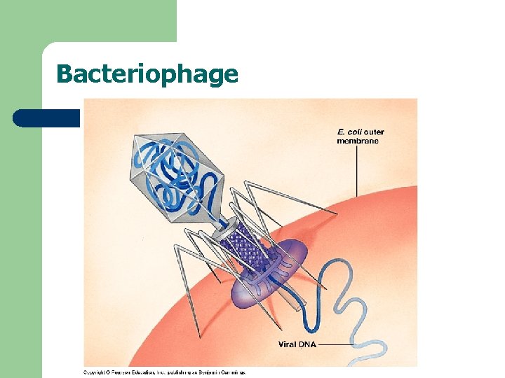 Bacteriophage 