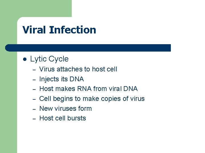 Viral Infection l Lytic Cycle – – – Virus attaches to host cell Injects