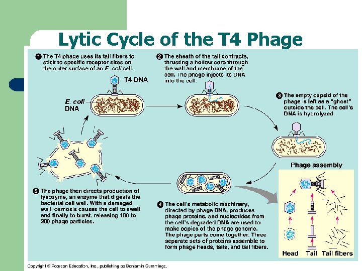 Lytic Cycle of the T 4 Phage 