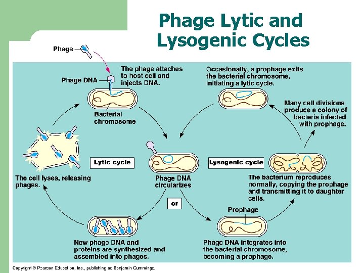 Phage Lytic and Lysogenic Cycles 