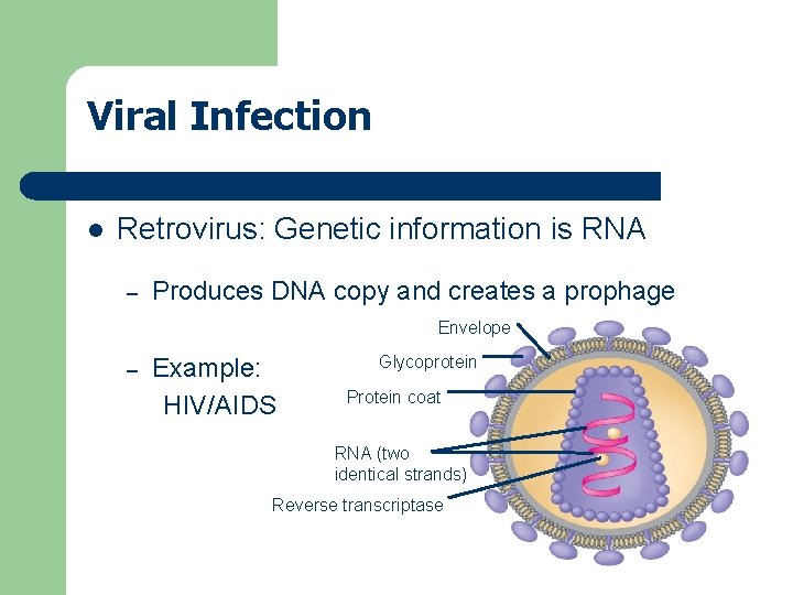 Viral Infection l Retrovirus: Genetic information is RNA – Produces DNA copy and creates